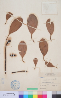 Specimen thumbnail